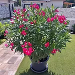 Harom Testver Feriehus Siófok