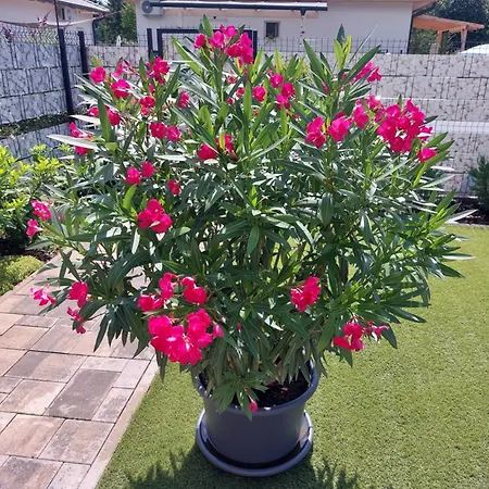 Harom Testver Σπίτι διακοπών Σίοφοκ