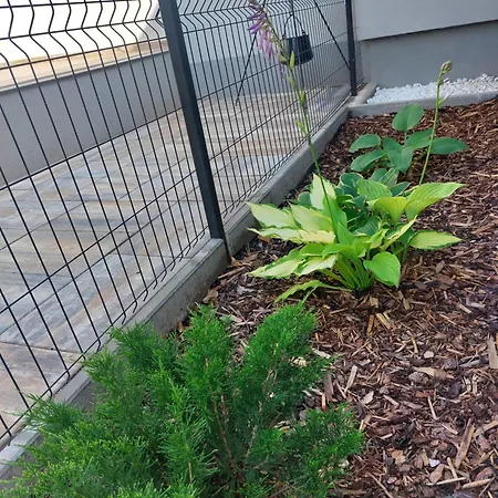 Harom Testver * Siófok