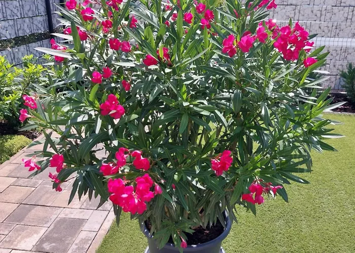 Harom Testver 別荘 シオーフォク